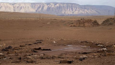 Approximately 191 feral horses were found dead at a stock pond on Navajo land in Arizona.