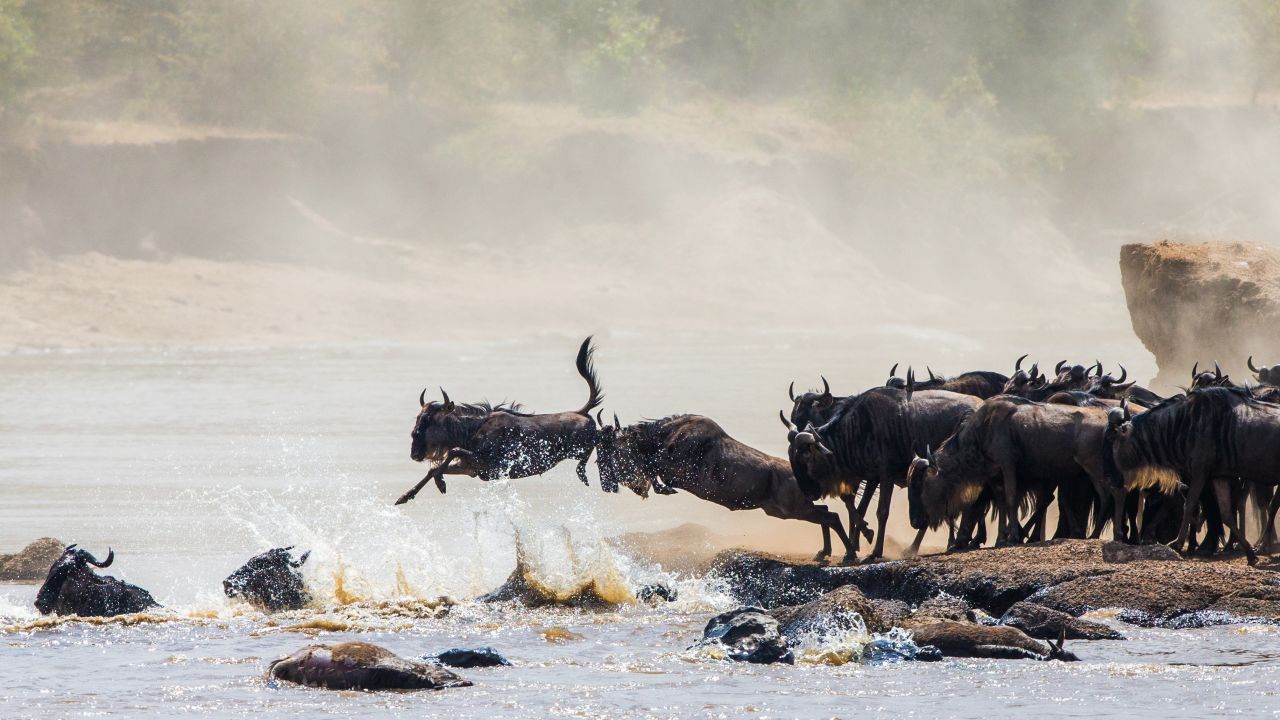 <strong>The Great Migration, Tanzania:</strong> It's follow-the-leader time as wildebeests make a dangerous but necessary river crossing. Click through this gallery to see 24 more stunning locations you can visit in Africa: