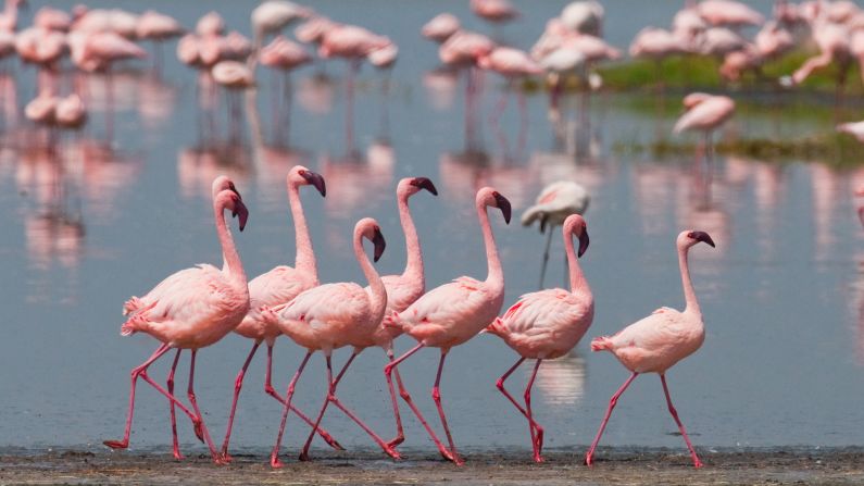 <strong>Flamingos, Kenya:</strong> Pretty in pink. Lake Nakuru National Park, about 170 kilometers (about 105 miles) northwest of Nairobi, is famous for its flamingos. But you may also spot rhino, monkeys and many other animals.