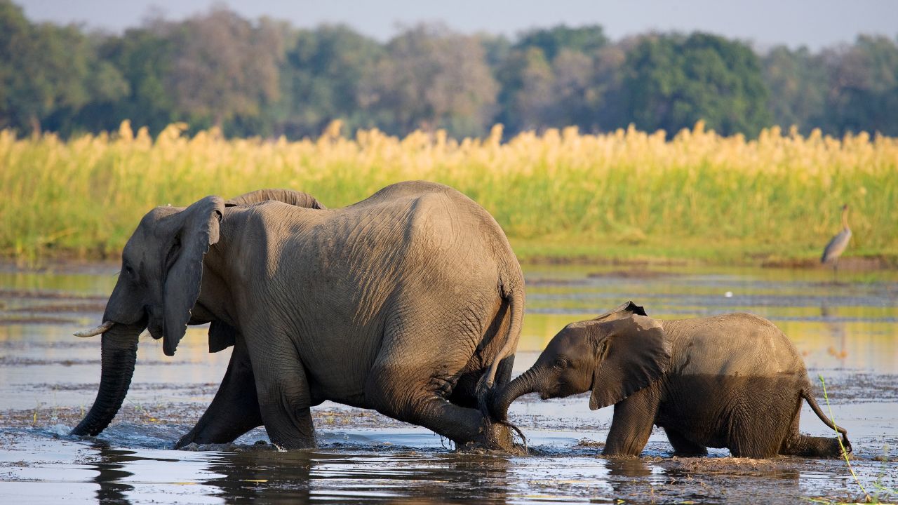 <strong>Lower Zambezi, Zambia:</strong> The Lower Zambezi is a watery lifeline to elephants and a host of other animals. You may spot a crocodile during your canoe safari.