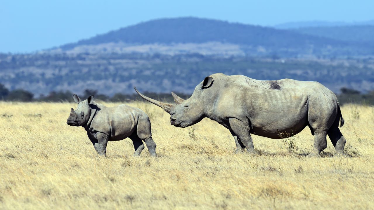 <strong>Rhinos at Solio Reserve, Kenya:</strong>  Come to Solio Reserve to see these elusive and highly endangered creatures of the African plains.