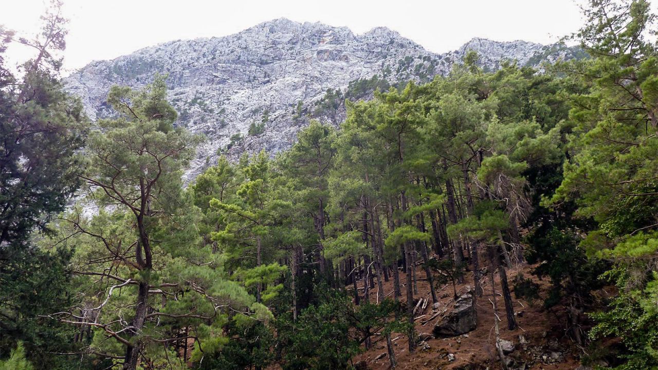 <strong>Flora:</strong> There are 900 species of plant in the gorge, 24 of which are endemic. More than 40% of the flora of the island of Crete is found in the White Mountains. 