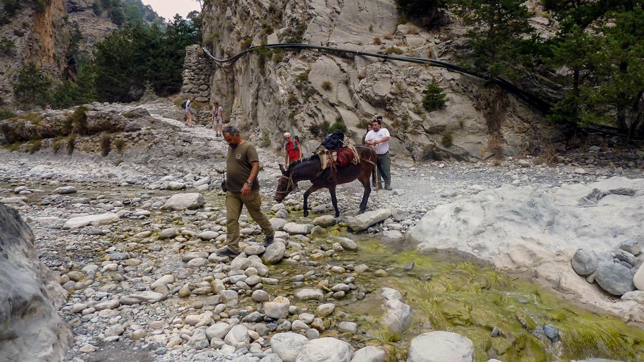 <strong>Mules:</strong> If you're struck down by injury or sunstroke and are unable to walk, the only way out of the gorge is to be carried on a mule. 