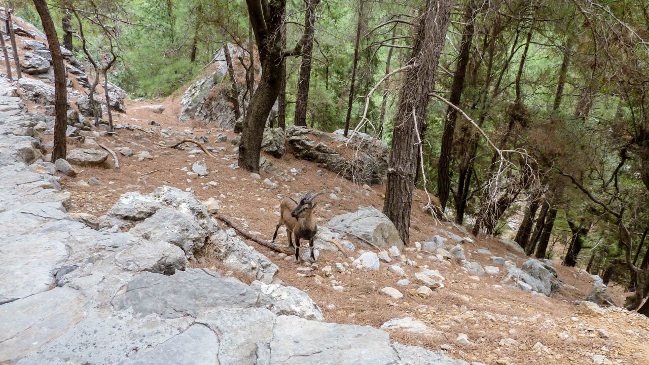<strong>Cretan wild goat: </strong>There are around 1,200 Cretan wild goats living in the gorge. The goats mate from October to November, and the new generation of goats is born around May. 