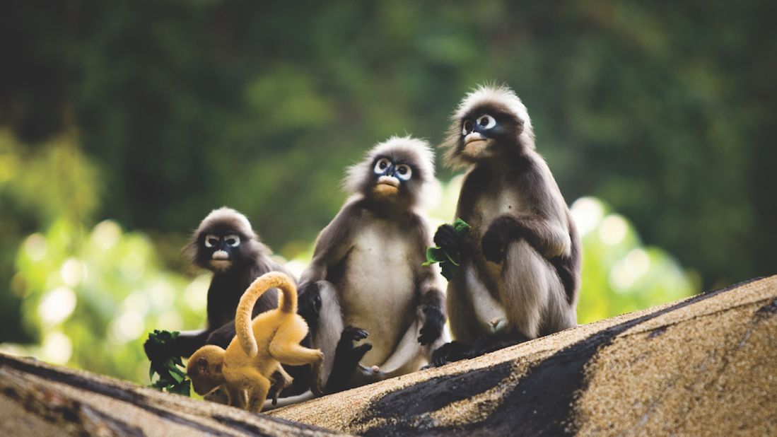 <strong>Langurs:</strong> This family of spectacled langurs shares the jungle with Rayavadee guests.