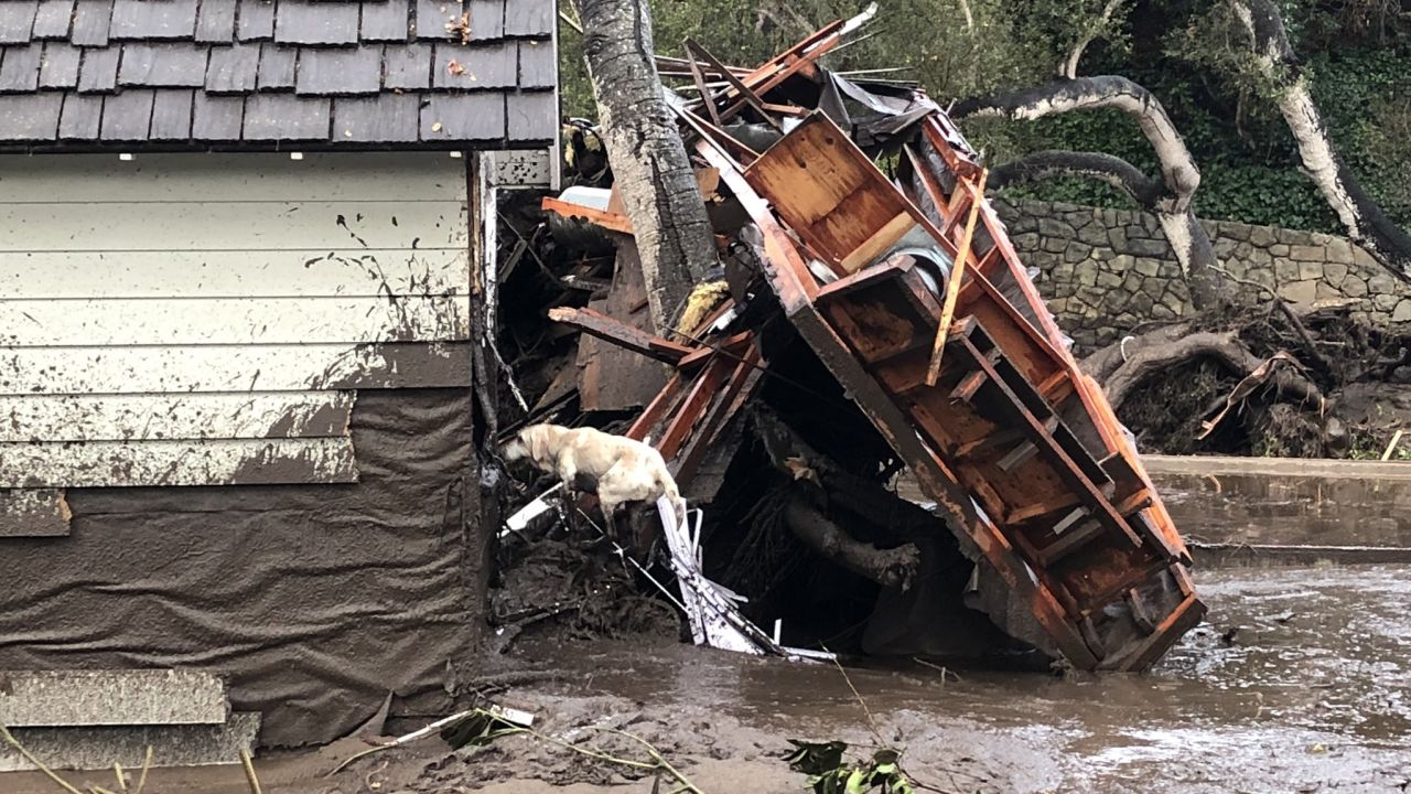 A search dog looks for victims in the Montecito mudslides.