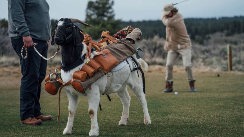 The world’s first goat golf caddies