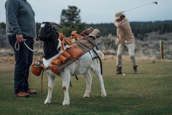 Meet Bruce LeGoat. He's four years old and probably the best goat golf caddy in the world.