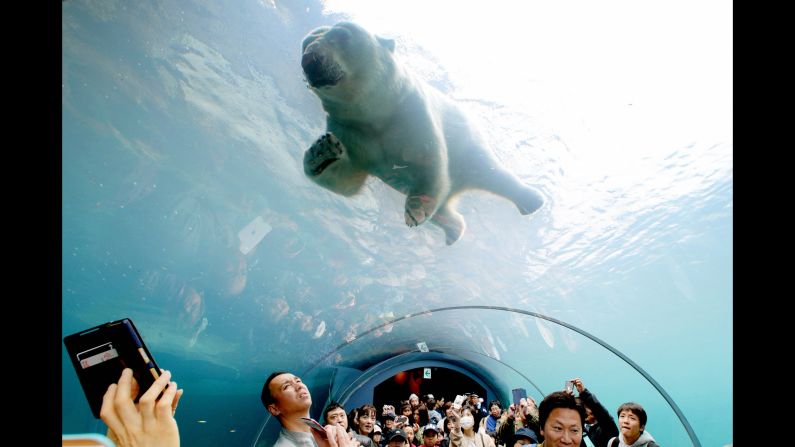 People watch a polar bear swim above them Friday, May 4, at the Maruyama Zoo in Sapporo, Japan.