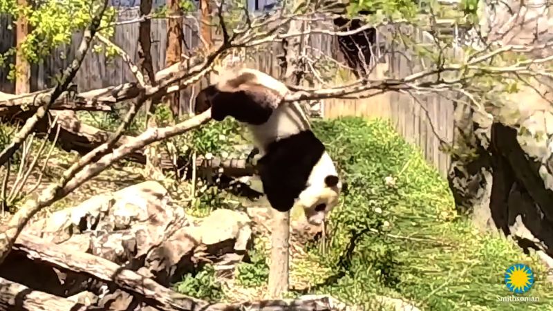 Bei Bei the panda takes a tumble | CNN