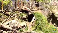 panda bei bei fall smithsonian national zoo dc orig _00000000