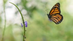 A Monarch butterfly (Danaus plexippus) is pictured at a butterfly farm in the Chapultepec Zoo in Mexico City on April 7, 2017. 
Millions of monarch butterflies arrive each year to Mexico after travelling more than 4,500 kilometres from the United States and Canada. / AFP PHOTO / Pedro Pardo        (Photo credit should read PEDRO PARDO/AFP/Getty Images)