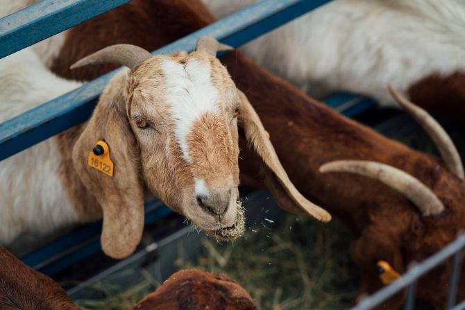 The ranch has trained up four goats to perform the role and plans to double that number next year.