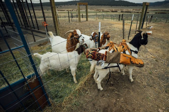 Peanuts are a tasty treat for goats, and used to keep them honest in their caddy duties.