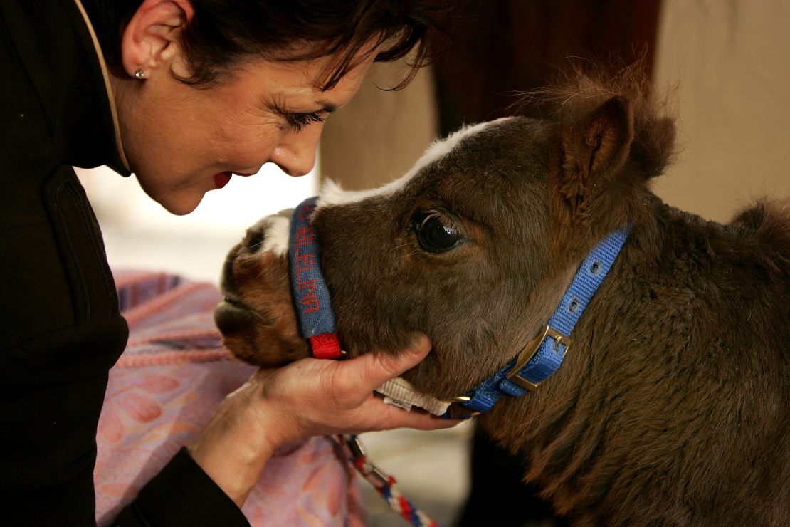 Thumbelina is officially described as a dwarf horse.