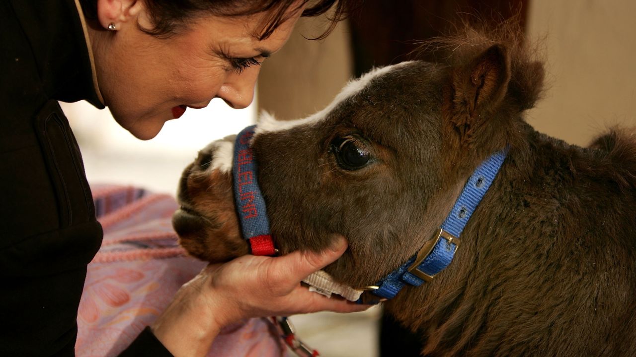 Thumbelina is officially described as a dwarf horse.