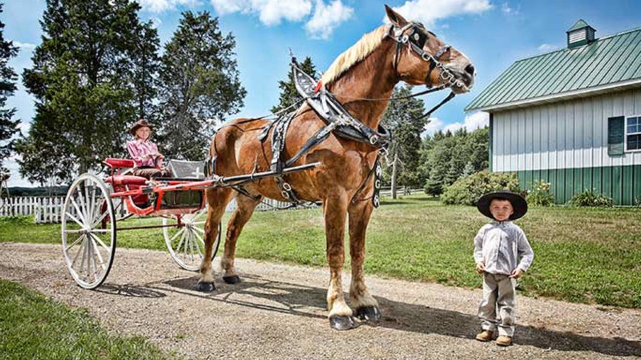 Big Jake made Guinness World Record history in 2010 when he was officially named the tallest living horse.