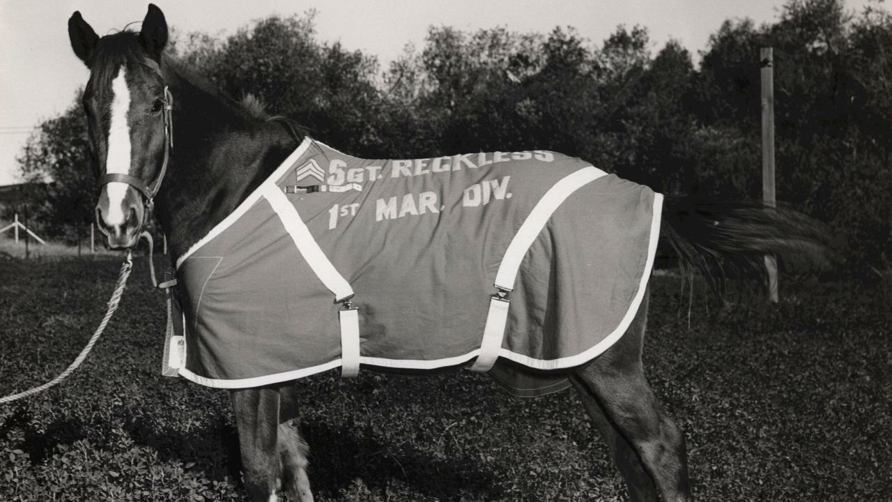 Sergeant Reckless is America's greatest warhorse. During the Korean War, Reckless carried ammunition to the front lines and helped rescue wounded soldiers. She's pictured here at Camp Pendleton in 1957.