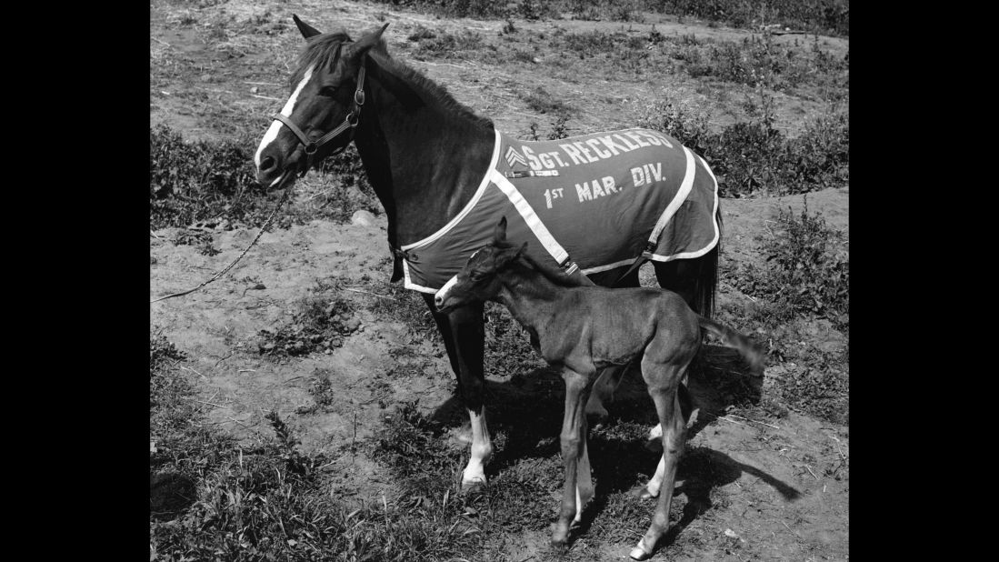 Having twice been promoted to staff sergeant, Reckless would spend the rest of her life at Camp Pendleton in California, where she gave birth to one filly and three colts.