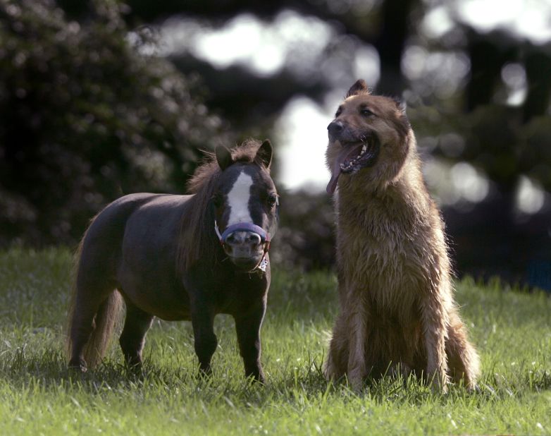 Thumbelina, the worlds smallest horse, weighs the same as a medium-sized dog.