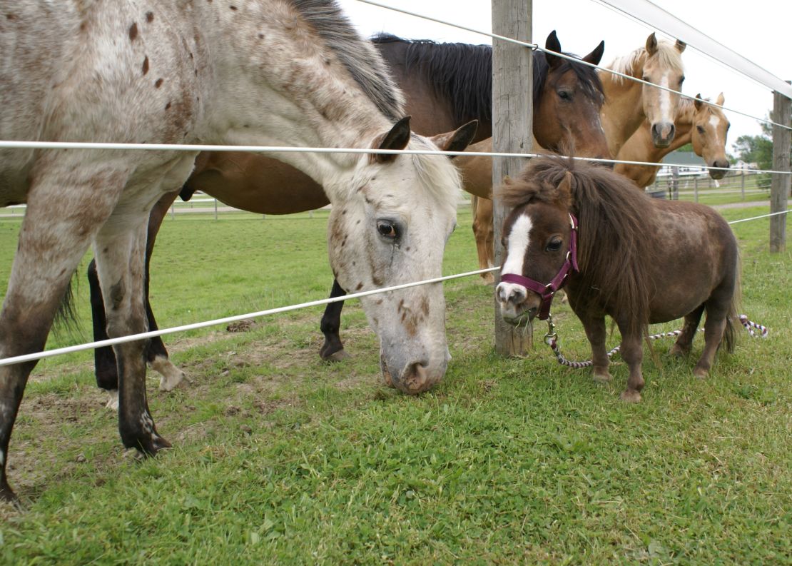 Thumbelina's handler says the small horse seems unaware of her size and often takes charge around the farm. 