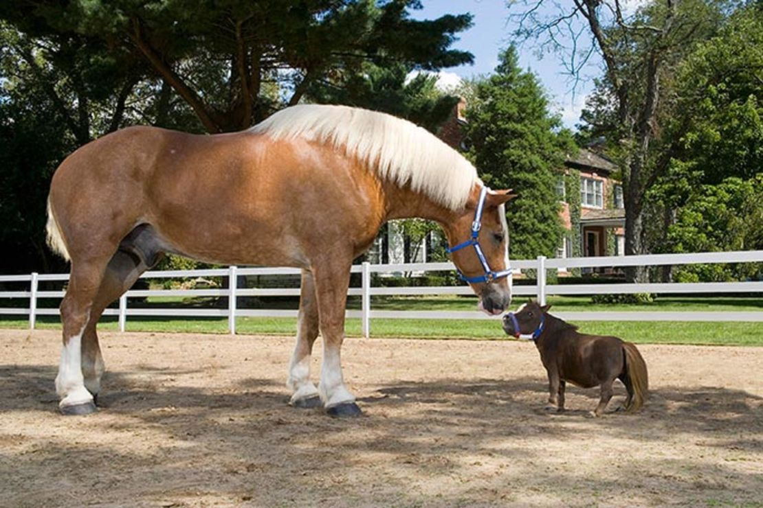 Thumbelina is just 17.5 inches (44.5cms) tall.