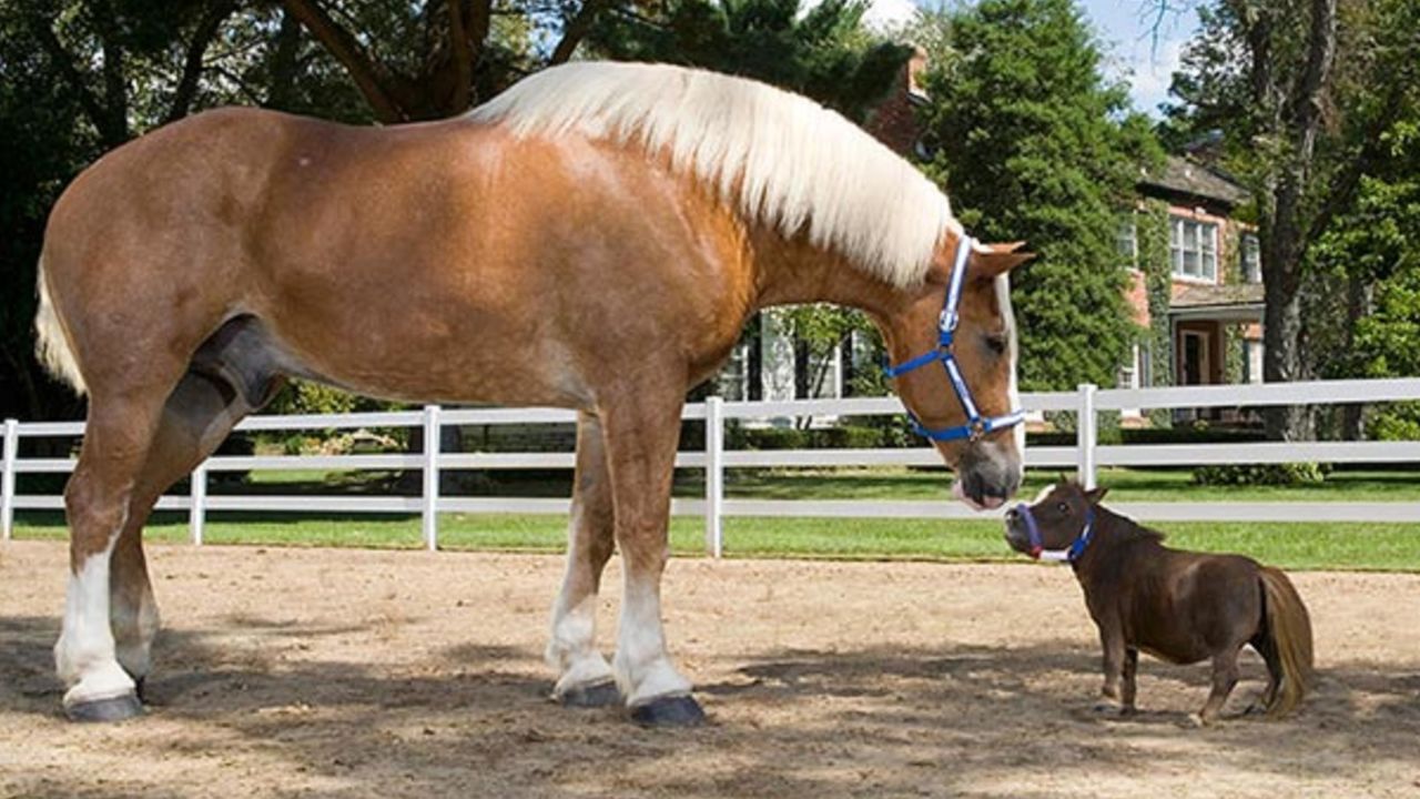 Thumbelina is just 17.5 inches (44.5cms) tall.