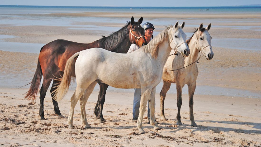 <strong>Rescue operation:</strong> Pat and Mandy Retzlaff set up the Mozambique Horse Safari after taking in 300 abandoned horses when they were pushed off their farm in Zimbabwe during then-president Robert Mugabe's land reforms.<br />