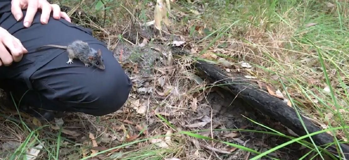 A researcher displays an antechinus, which is the size of a large mouse.