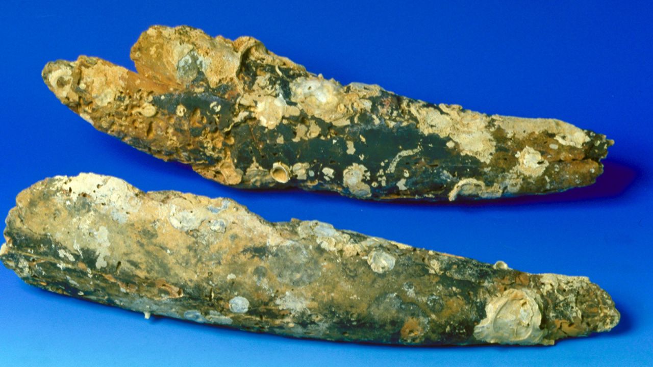 These are just two of 16 pieces of elephant tusk recovered from the wreck. The damage from being underwater for so many centuries is obvious. During the Song dynasty (A.D. 960-1279) in China, elephant tusks were used in medicines and in the decorative arts. 