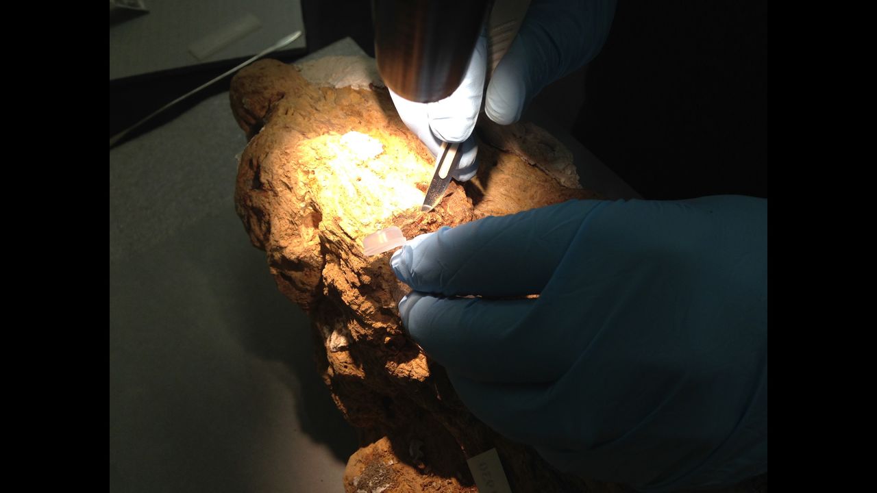 Field Museum conservator J.P. Brown carefully removes material from a resin block for dating.