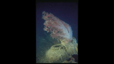 Marine life grew around the exposed cargo, like what's adhered to a piece of a ceramic storage jar.