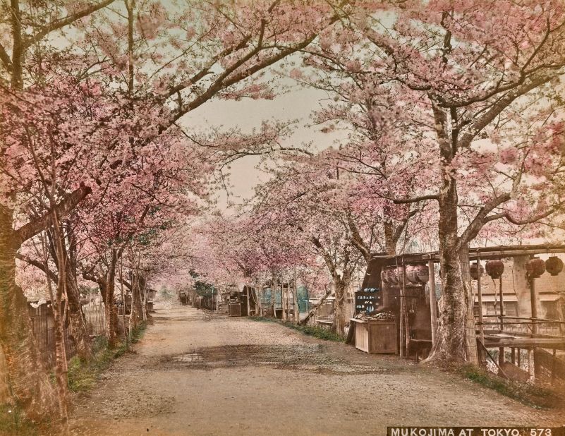 The tree-lined boulevard of Mukojima park shows the cherry trees in full bloom. 