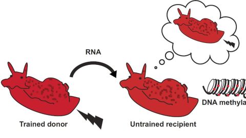 A simplified illustration of the memory transfer process conducted for the study