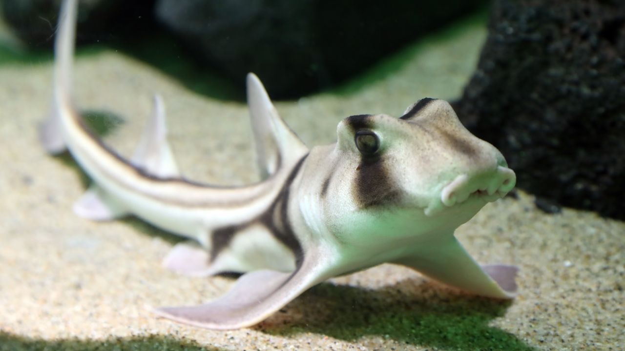 Researchers studying Port Jackson sharks have found the species has best friends and likes jazz