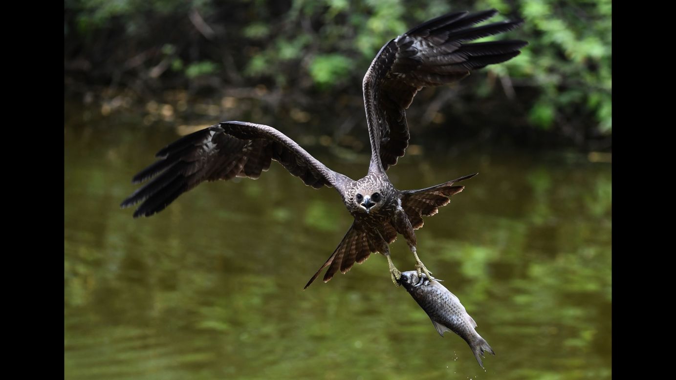 A kite snatches a fish out of a pond at a zoo in New Delhi on Monday, May 14.