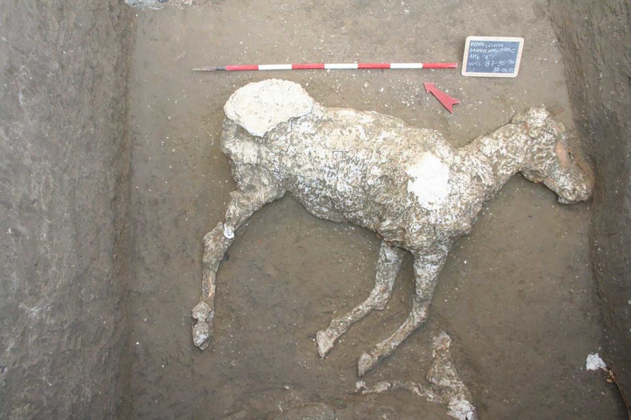 The bodies of three thoroughbred horses were discovered in the dig at Civita Giuliana