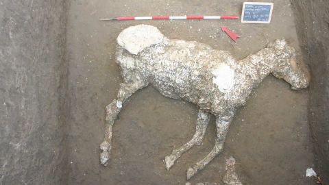 A special plaster casting technique enabled scientists to reconstruct the remains of a horse in Pompeii.