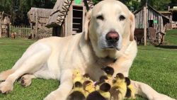 dog fred ducklings foster dad orig newsource_00000000.jpg