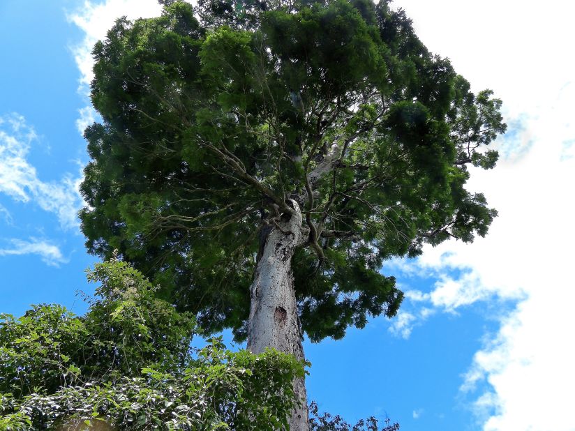 Atlantic forest tree (Dinizia jueirana-facao) <br />Location: Brazil