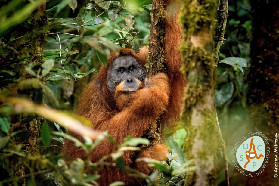 Tapanuli orangutan (Pongo tapanuliensis)Location: Sumatra, Indonesia