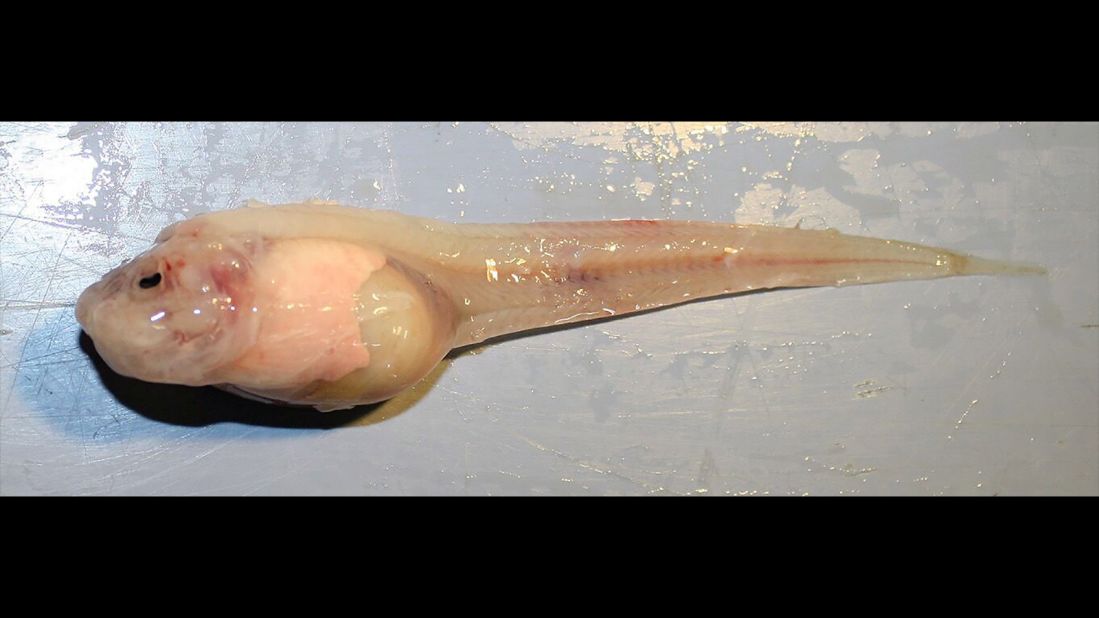 Swire's snailfish (Pseudoliparis swirei)Location: Western Pacific Ocean