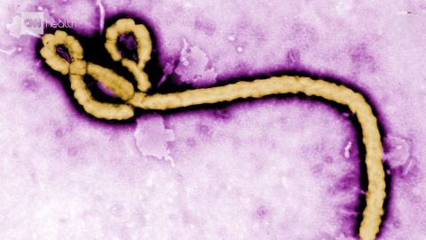 The Ebola virus first targets the immune system.