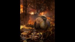 The asteroid impact that eliminated non-avian dinosaurs destroyed global forests. Here, a hyopothetical surviving bird lineage -- small-bodied and specialized for a ground-dwelling lifestyle--flees a burning forest in the aftermath of the asteroid strike.