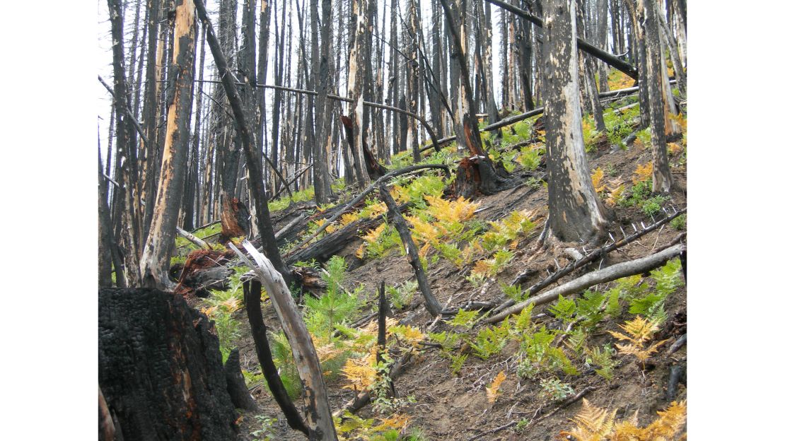 Ferns grow after a forest fire in the Pacific Northwest.