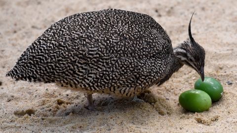 An elegant crested tinamou looking at eggs.