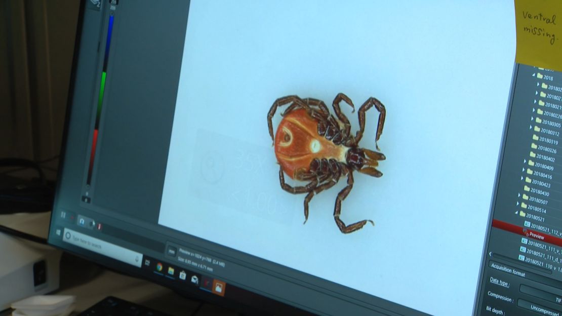 A tick at the University of Massachusetts' TickReport laboratory.