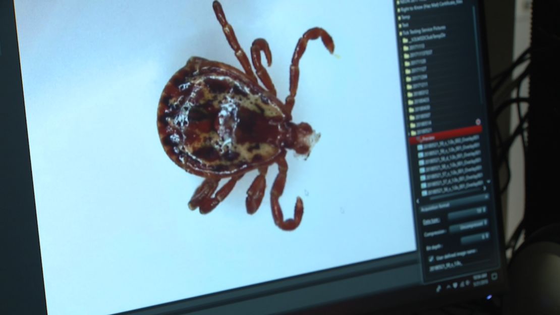 A tick at the University of Massachusetts' TickReport laboratory.