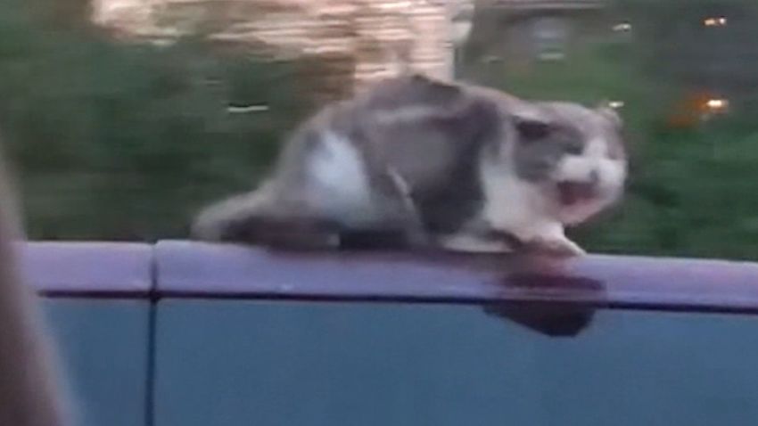 cat on roof hln van