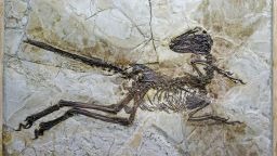 A feathered dinosaur skeleton discovered in China.